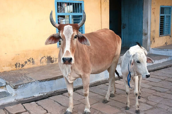 Cow and calf on the street, Jojawar, Rajasthan, India