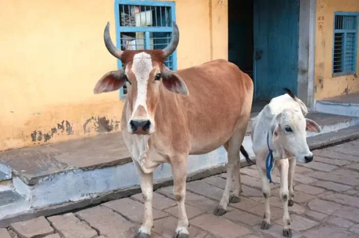 Framed Print : Cow and calf on the street, Jojawar, Rajasthan, India Framed Print : Cow and calf on the street, Jojawar, Rajasthan, India