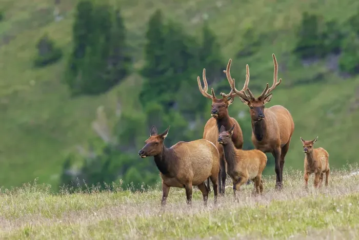 Framed Print : Cow elk leads her youngsters in front of a pair of young bull elk in the alpine country of the Rocky Mountains Framed Print : Cow elk leads her youngsters in front of a pair of young bull elk in the alpine country of the Rocky Mountains