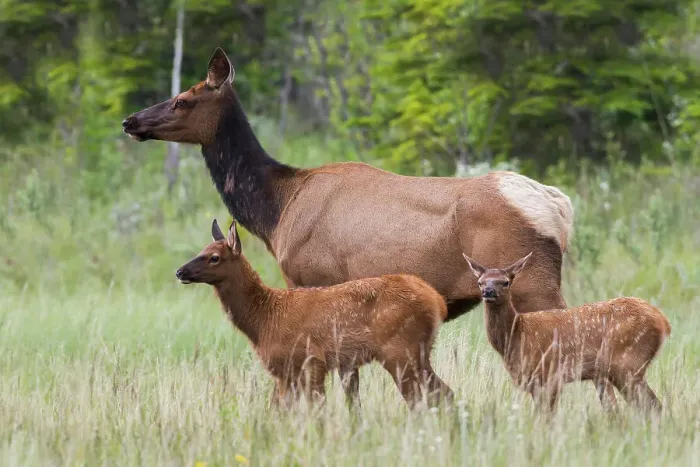 Framed Print : Cow elk with twin calves, Canadian Rockies, Alberta, Canada