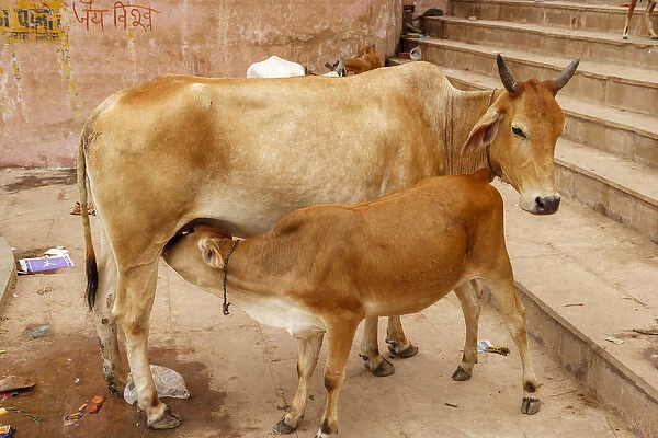 Cow feeding her calf, Varanasi, India