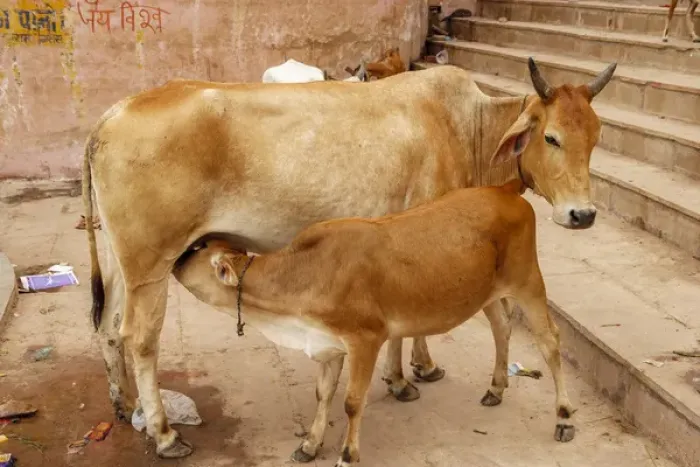 Framed Print : Cow feeding her calf, Varanasi, India