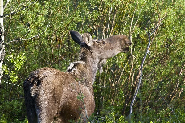 Cow female moose feed on branches in the Many Glacier Valley of Glacier National