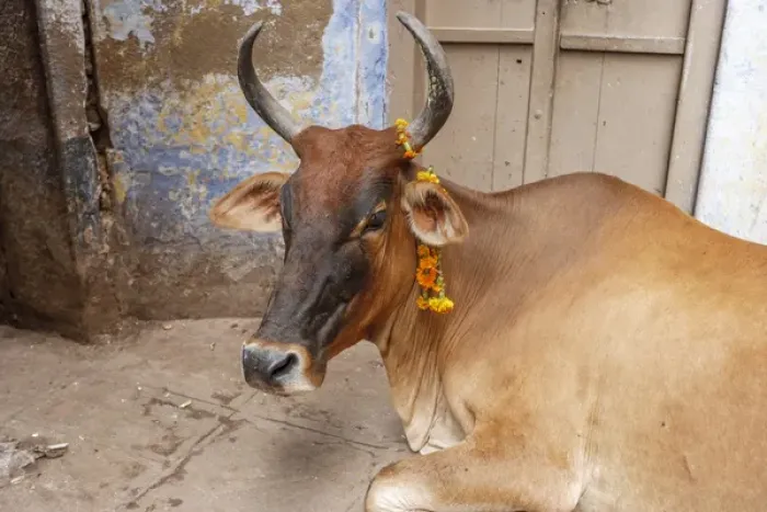 Framed Print : Cow with flowers, Varanasi, India