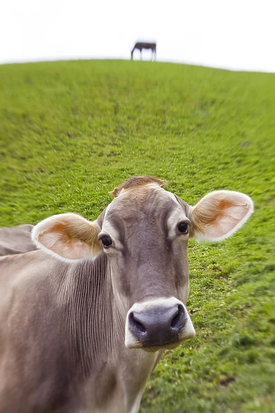 Cow, Italy, near Bolzano, Val di Funes, Dolomites