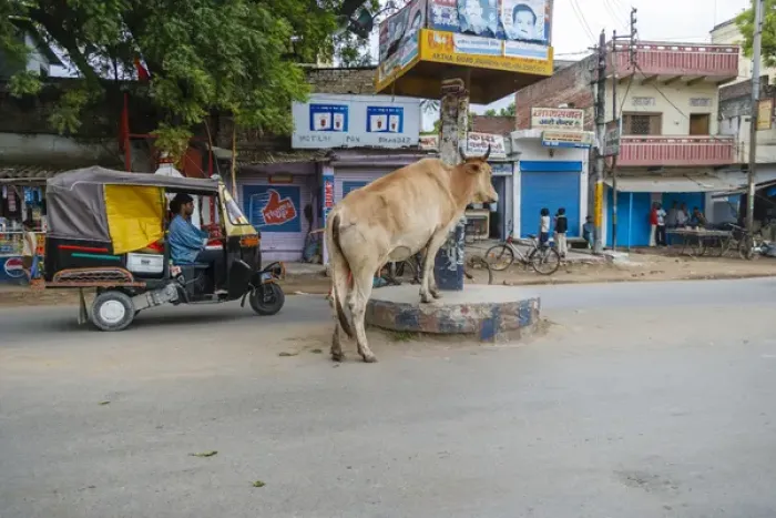 Framed Print : Cow in the middle of the street, Varanasi, India