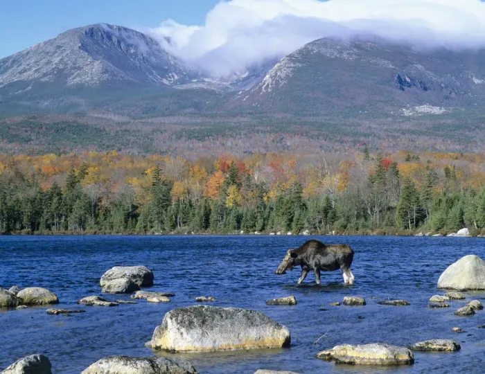 Framed Print : Cow moose (Alces alces) wading in the lake with Mt. Katahdin in the background. Baxter State Park Framed Print : Cow moose (Alces alces) wading in the lake with Mt. Katahdin in the background. Baxter State Park
