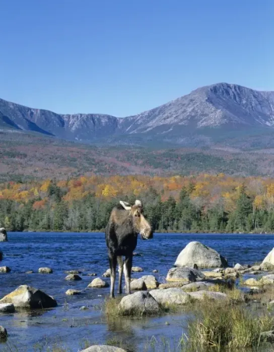 Framed Print : Cow moose (Alces alces) wading in the lake with Mt. Katahdin in the background. Baxter State Park Framed Print : Cow moose (Alces alces) wading in the lake with Mt. Katahdin in the background. Baxter State Park