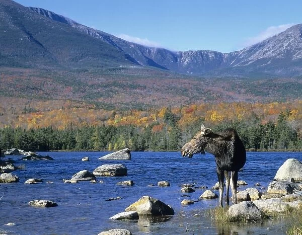 Cow moose (Alces alces) wading in the lake with Mt. Katahdin in the background. Baxter State Park