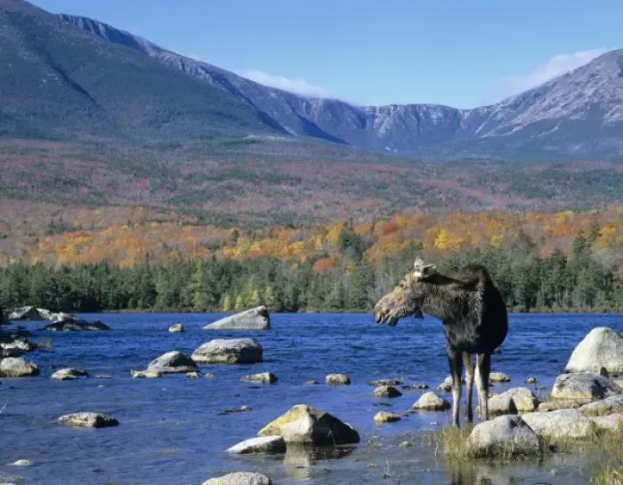 Framed Print : Cow moose (Alces alces) wading in the lake with Mt. Katahdin in the background. Baxter State Park