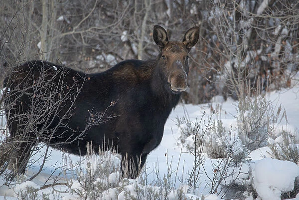 Cow Moose portrait in winter, Victor, Idaho