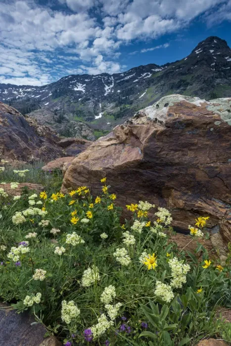Framed Print : Cow parsnip, mules ear, and quartzite rock in Twin Peaks Wilderness