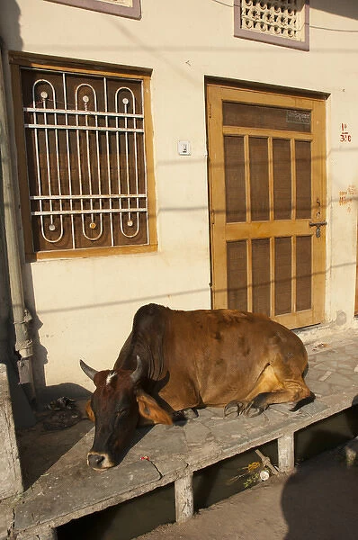 Cow sleeping on the sidewalk, Udaipur, Rajasthan, India
