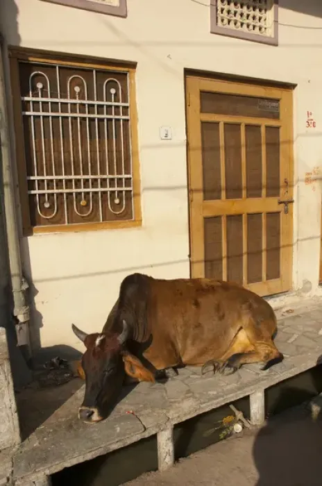 Framed Print : Cow sleeping on the sidewalk, Udaipur, Rajasthan, India Framed Print : Cow sleeping on the sidewalk, Udaipur, Rajasthan, India