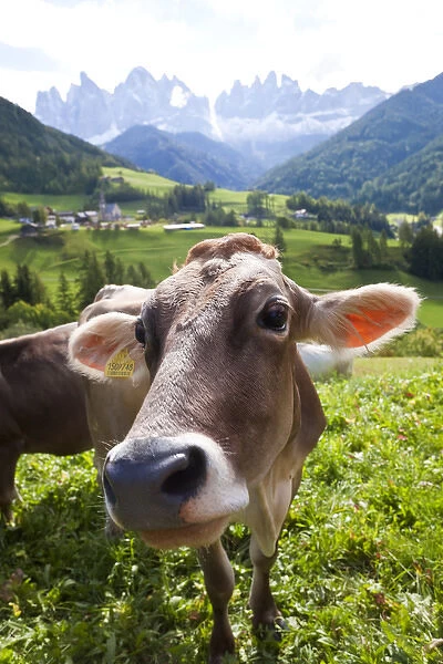 Cow in valley, Italy, near Bolzano, Val di Funes, St. Magdalena and Dolomites