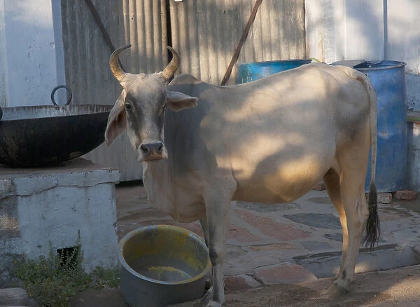 Cow wandering though the village, Jojawar, Rajasthan, India