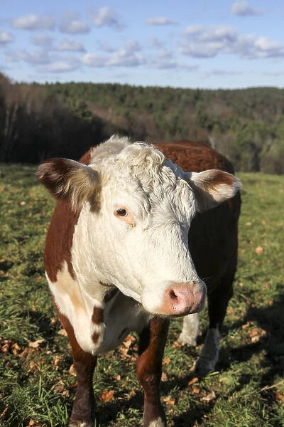 A cow at Wheel-View Farm, Shelburne, Massachusetts, United States, North America