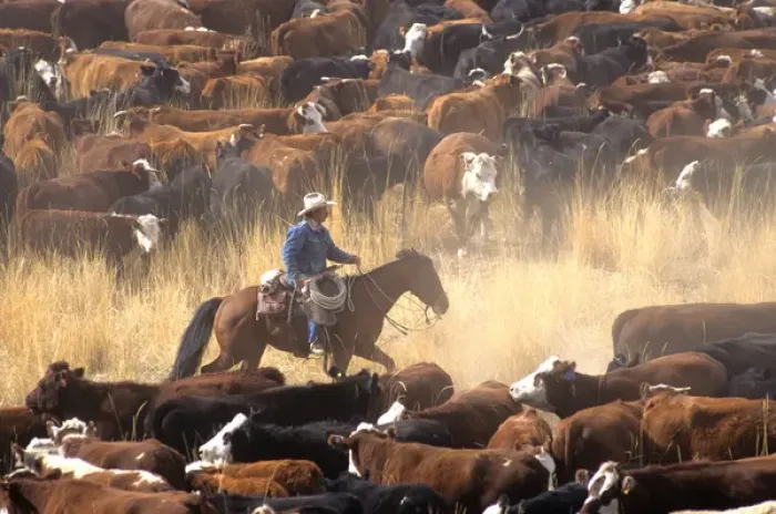 Framed Print : A cowboy on a horse surrounded by livestock during a cattle drive Framed Print : A cowboy on a horse surrounded by livestock during a cattle drive