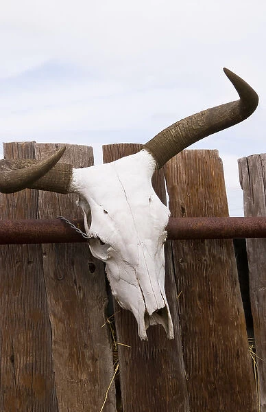 The cowboy life in the USA West Steer Skull on fence