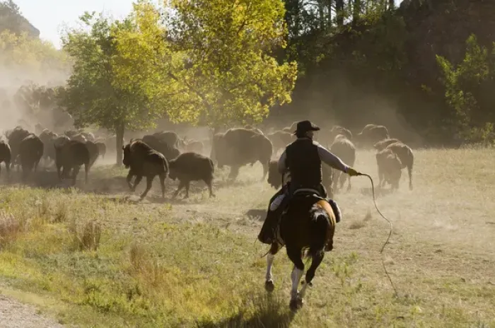 Framed Print : Cowboy pushing herd at Bison Roundup, Custer State Park, Black Hills, South Dakota, USA