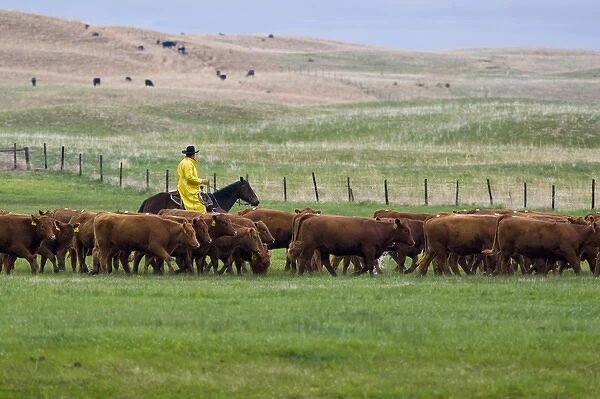 Cowboy in rain slicker hers red angus cattle in pasture near North Platte Nebraska