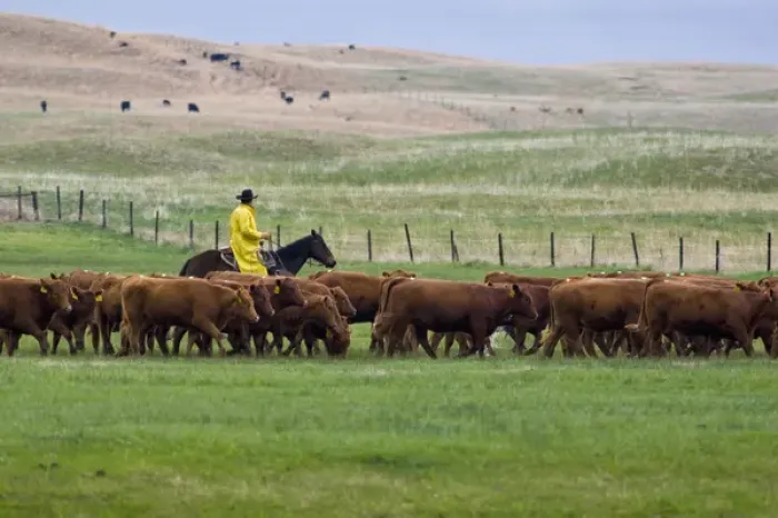 Framed Print : Cowboy in rain slicker hers red angus cattle in pasture near North Platte Nebraska Framed Print : Cowboy in rain slicker hers red angus cattle in pasture near North Platte Nebraska