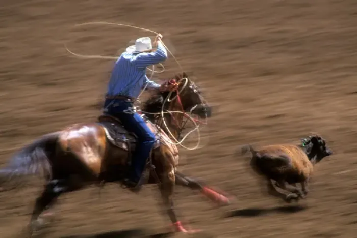 Framed Print : A cowboy swings a lasso, ready to rope a calf at high speed in the St. Paul Rodeo Framed Print : A cowboy swings a lasso, ready to rope a calf at high speed in the St. Paul Rodeo