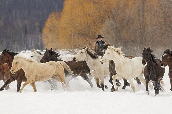 Cowboys during winter roundup, Kalispell, Montana