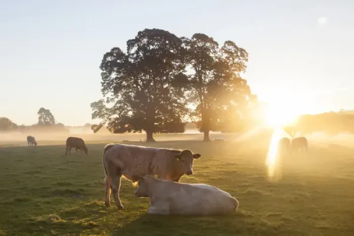 Framed Print : Cows in field, sunrise, Usk Valley, South Wales, UK Framed Print : Cows in field, sunrise, Usk Valley, South Wales, UK