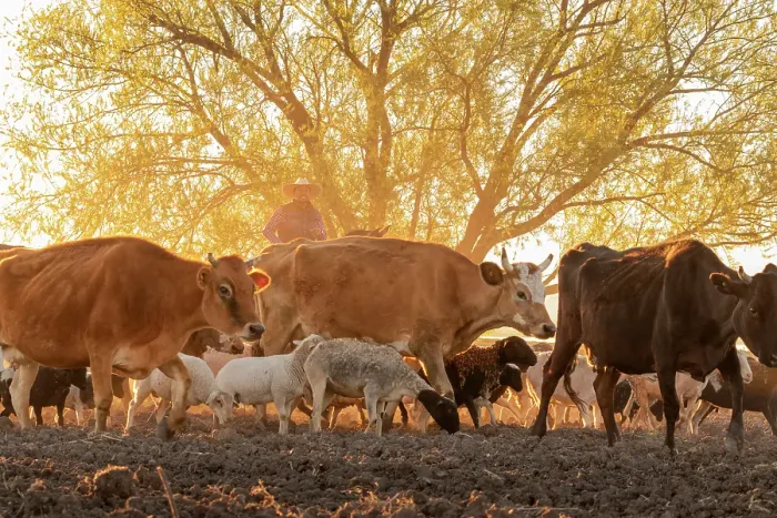 Framed Print : Cows and other livestock being driven home at sunset. San Miguel de Allende, Mexico. (Editorial Use Only) Framed Print : Cows and other livestock being driven home at sunset. San Miguel de Allende, Mexico. (Editorial Use Only)