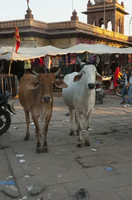 Framed Print : Cows in the market, Sardar Market, Jodhpur, Rajasthan, India Framed Print : Cows in the market, Sardar Market, Jodhpur, Rajasthan, India