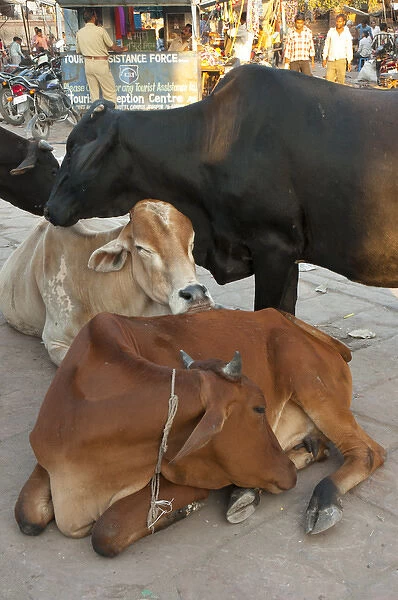 Cows in the market, Sardar Market, Jodhpur, Rajasthan, India