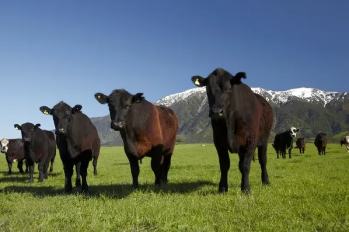 Framed Print : Cows near Kaikoura, and Seaward Kaikoura Ranges, Marlborough, South Island, New Zealand