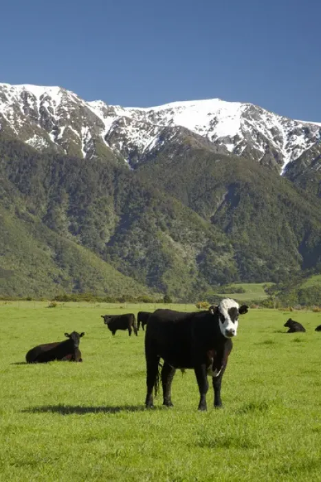 Framed Print : Cows near Kaikoura, and Seaward Kaikoura Ranges, Marlborough, South Island, New Zealand