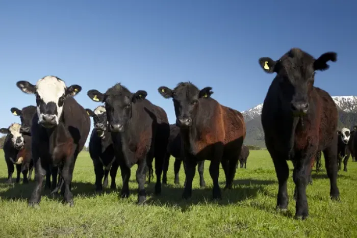 Framed Print : Cows near Kaikoura, and Seaward Kaikoura Ranges, Marlborough, South Island, New Zealand
