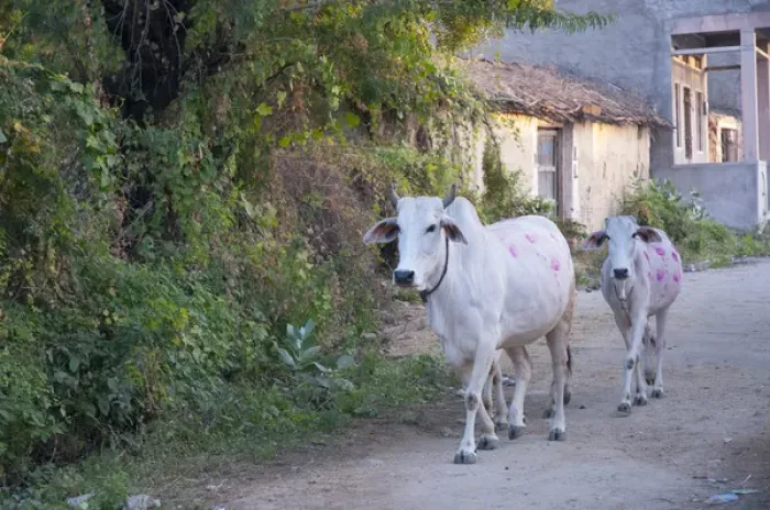 Framed Print : Cows painted in different patters and colors to show ownership, Jojawar, Rajasthan, India Framed Print : Cows painted in different patters and colors to show ownership, Jojawar, Rajasthan, India