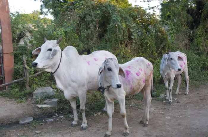 Framed Print : Cows painted in different patters and colors to show ownership, Jojawar, Rajasthan, India Framed Print : Cows painted in different patters and colors to show ownership, Jojawar, Rajasthan, India