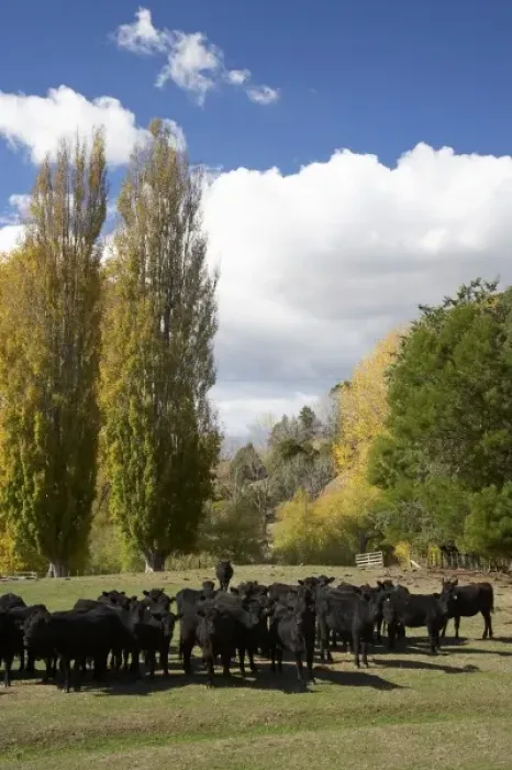 Framed Print : Cows and Poplar Trees, Tukituki Valley, Hawkes Bay, North Island, New Zealand Framed Print : Cows and Poplar Trees, Tukituki Valley, Hawkes Bay, North Island, New Zealand