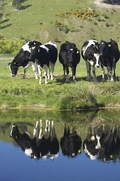 Cows reflected in canal, Henley, Taieri Plain, near Dunedin, Otago, South Island
