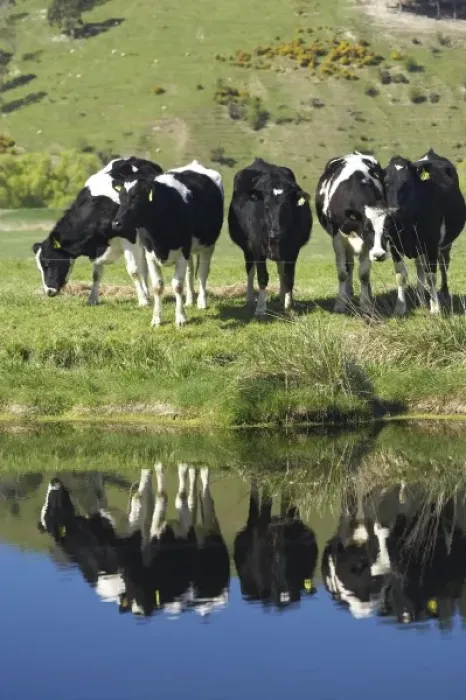 Framed Print : Cows reflected in canal, Henley, Taieri Plain, near Dunedin, Otago, South Island