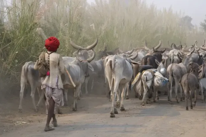 Framed Print : Cows on the road, Delhi, India