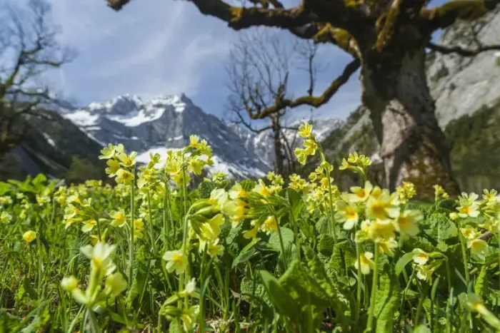 Framed Print : Cowslip (primula Veris) in Eng valley, Karwendel mountain range in austria, with