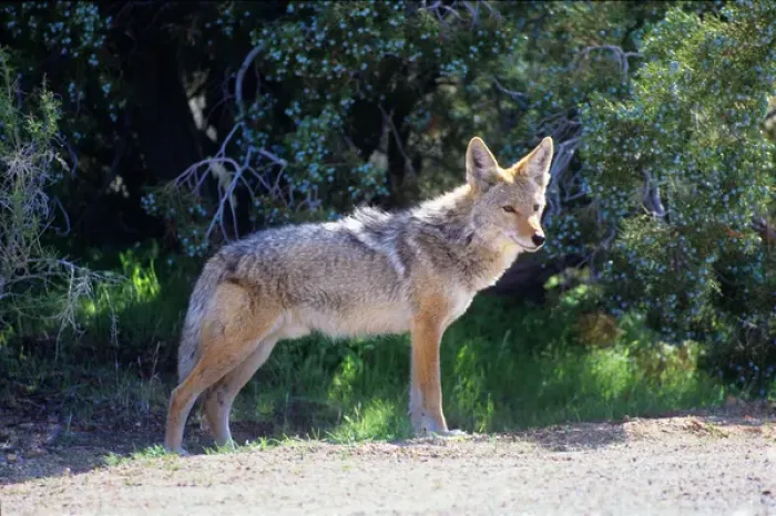 Framed Print : A coyote alongside a road in New Mexiso Framed Print : A coyote alongside a road in New Mexiso