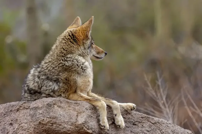 Framed Print : Coyote at the Arizona Sonoran Desert Museum in Tucson, Arizona, USA