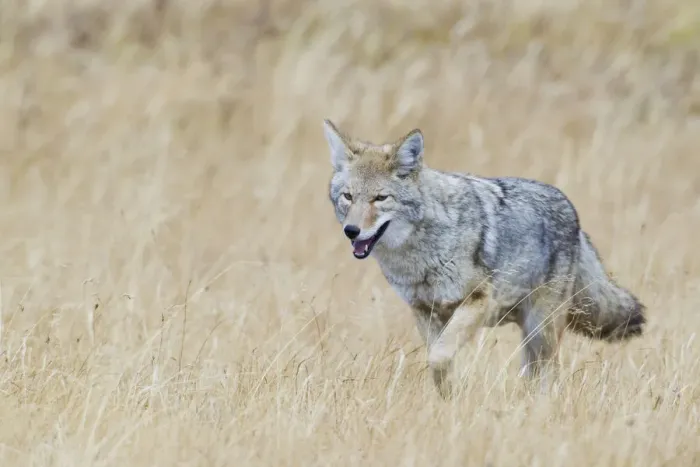 Framed Print : Coyote in autumn mountain meadow Framed Print : Coyote in autumn mountain meadow