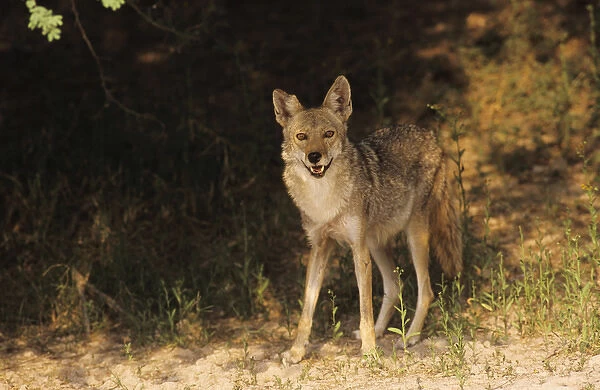 Coyote, Canis latrans, adult, Starr County, Rio Grande Valley, Texas, USA, May 2002