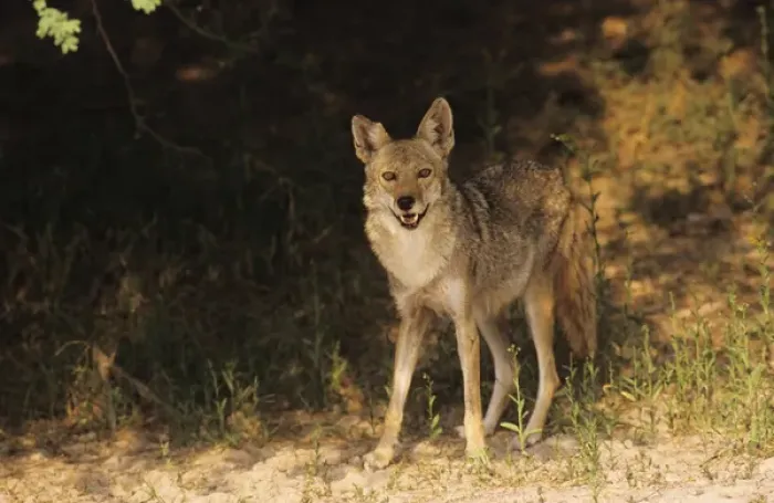 Framed Print : Coyote, Canis latrans, adult, Starr County, Rio Grande Valley, Texas, USA, May 2002