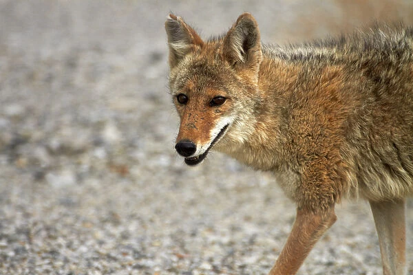 Coyote (Canis latrans) at Badwater Basin, Death Valley National Park, Mojave Desert