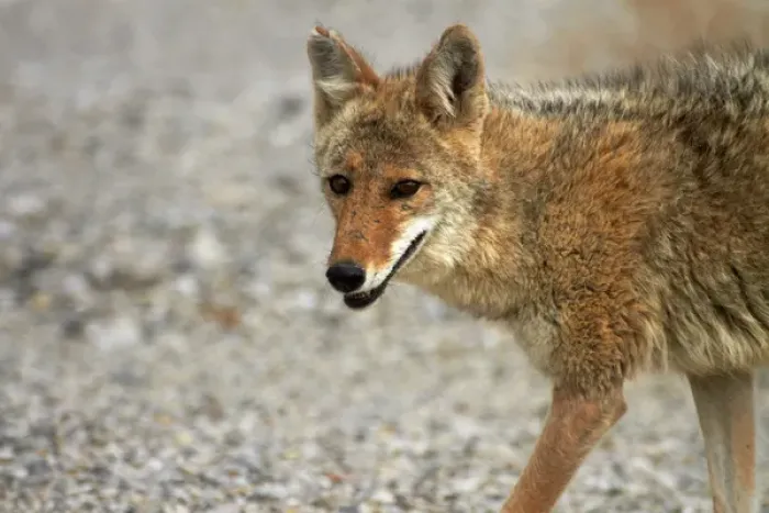 Framed Print : Coyote (Canis latrans) at Badwater Basin, Death Valley National Park, Mojave Desert Framed Print : Coyote (Canis latrans) at Badwater Basin, Death Valley National Park, Mojave Desert