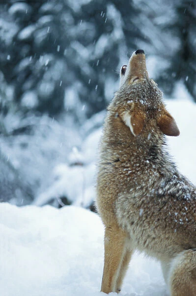 coyote, Canis latrans, howling in the snowy foothills of the Takshanuk mountains